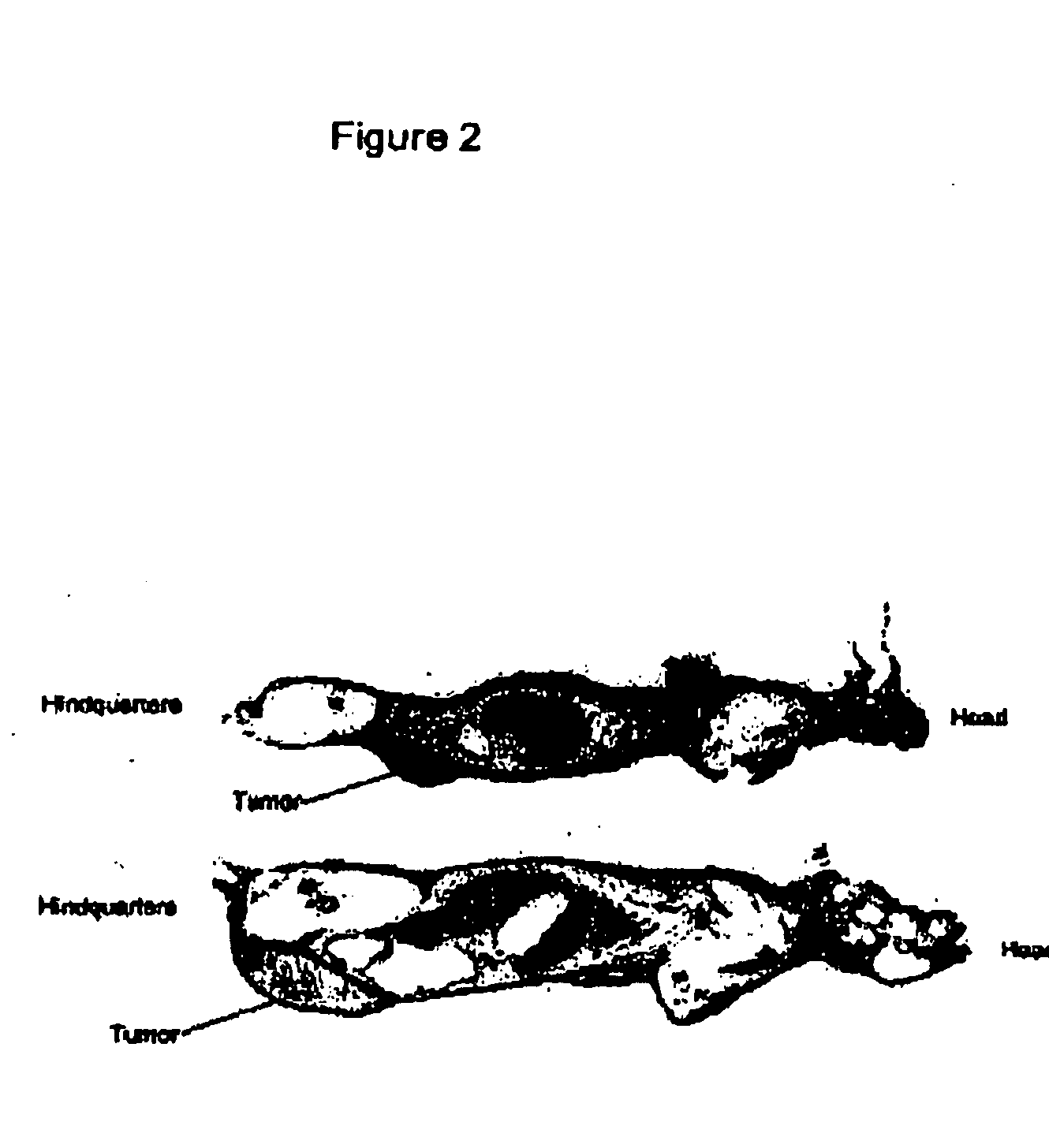 Reagents and treatment methods for autoimmune diseases