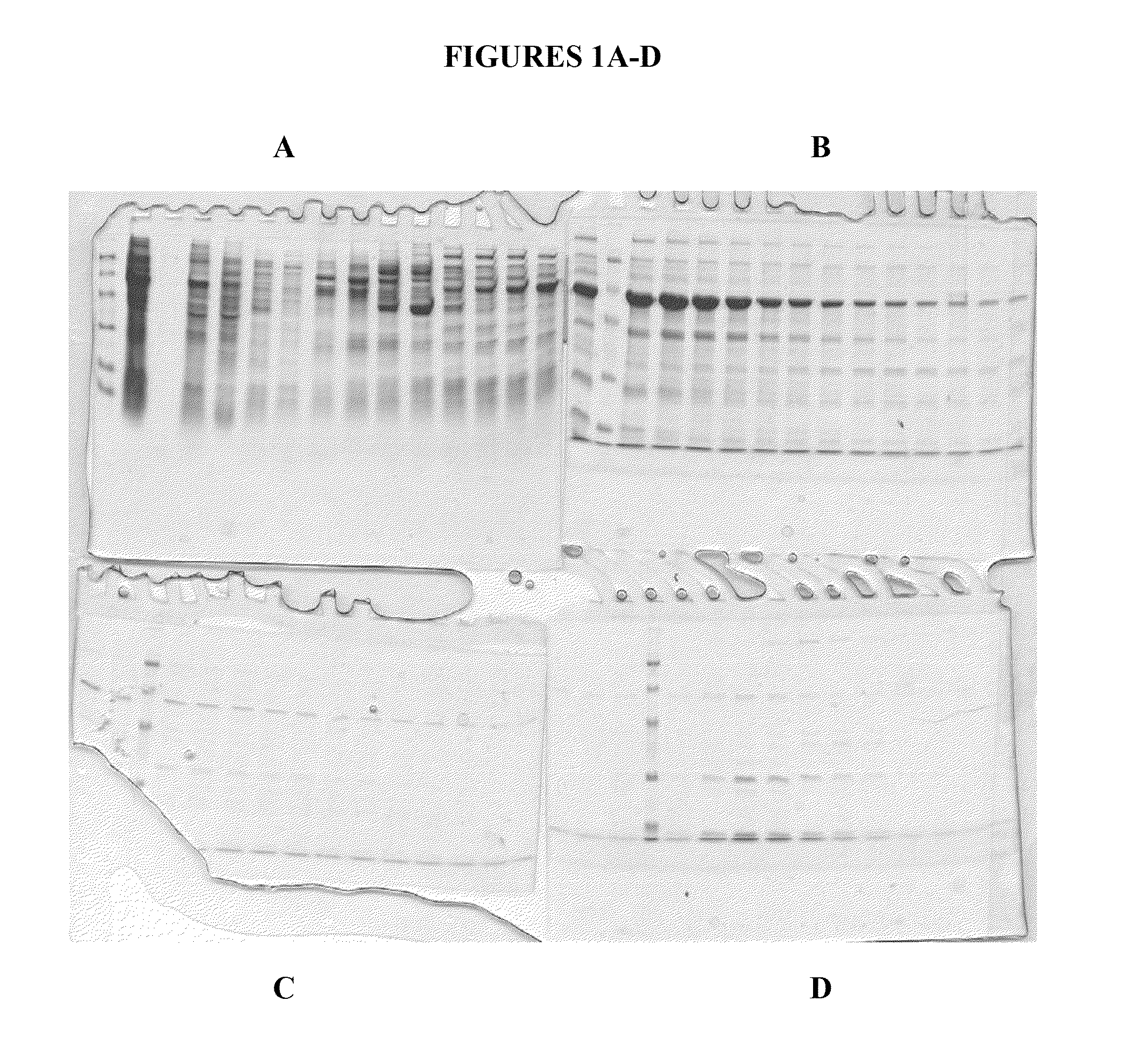 Compositions and methods for purifying calreticulin