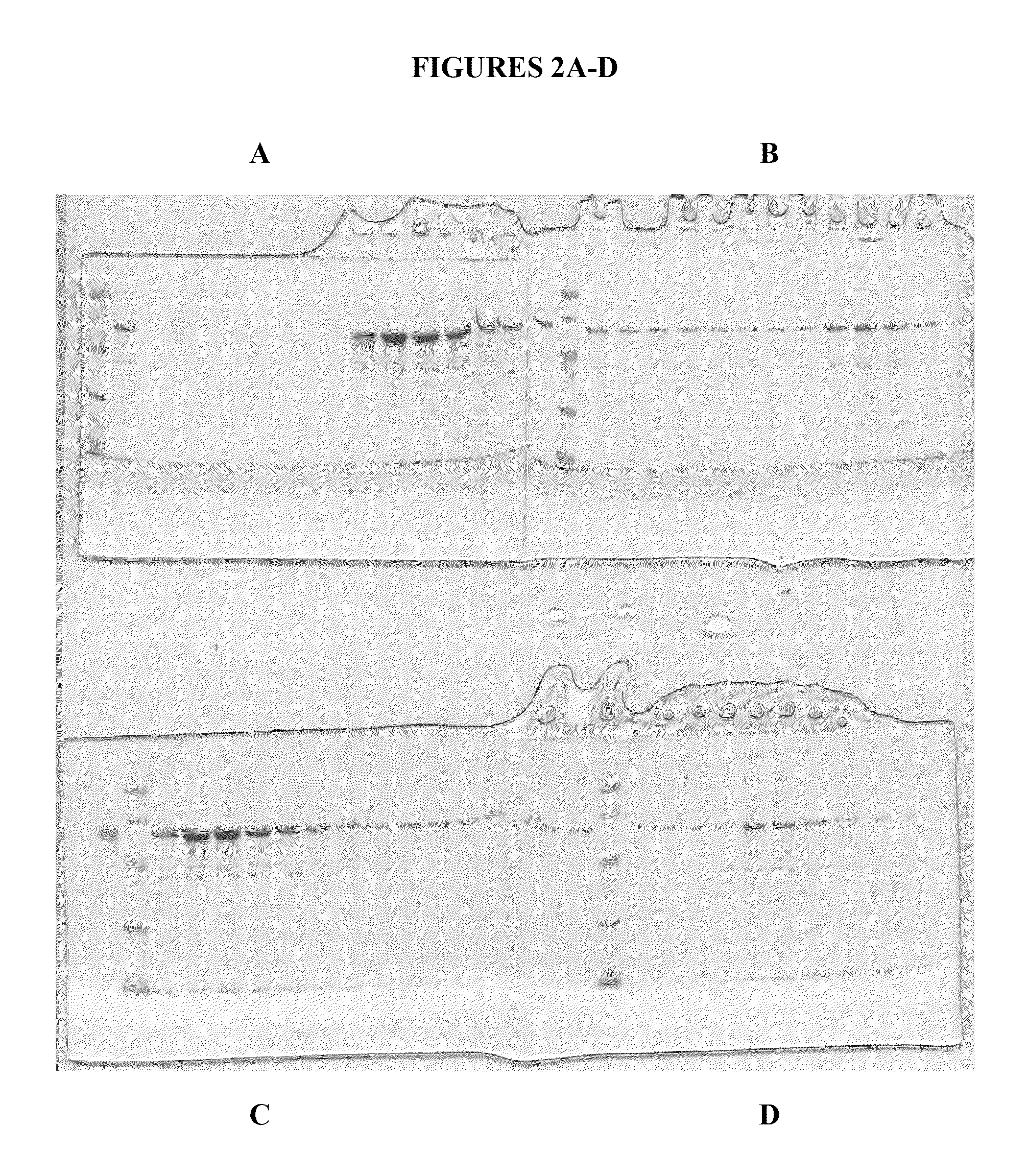 Compositions and methods for purifying calreticulin