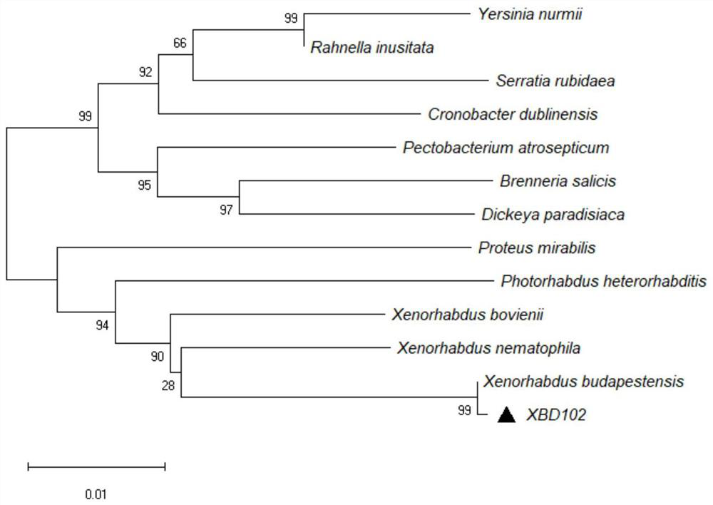 Entomopathogenic nematode symbiotic bacterium with broad-spectrum antibacterial function and application thereof