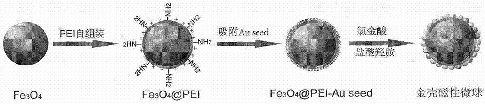 Preparation method of high-performance gold-shell magnetic microsphere and surface enhanced Raman scattering (SERS) application of high-performance gold-shell magnetic microsphere