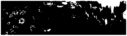 Super-resolution image reconstruction method based on structure self-similarity and sparse representation