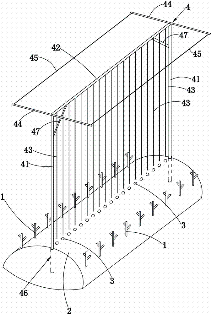 Cultivation method for inter-planting Dioscorea opposita Thunb and early ripening maize