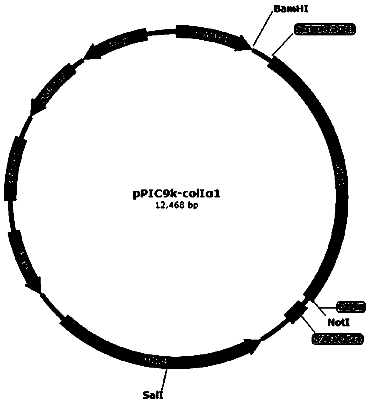 Yeast recombinant human type I collagen alpha 1 chain protein, synthesis method and application thereof