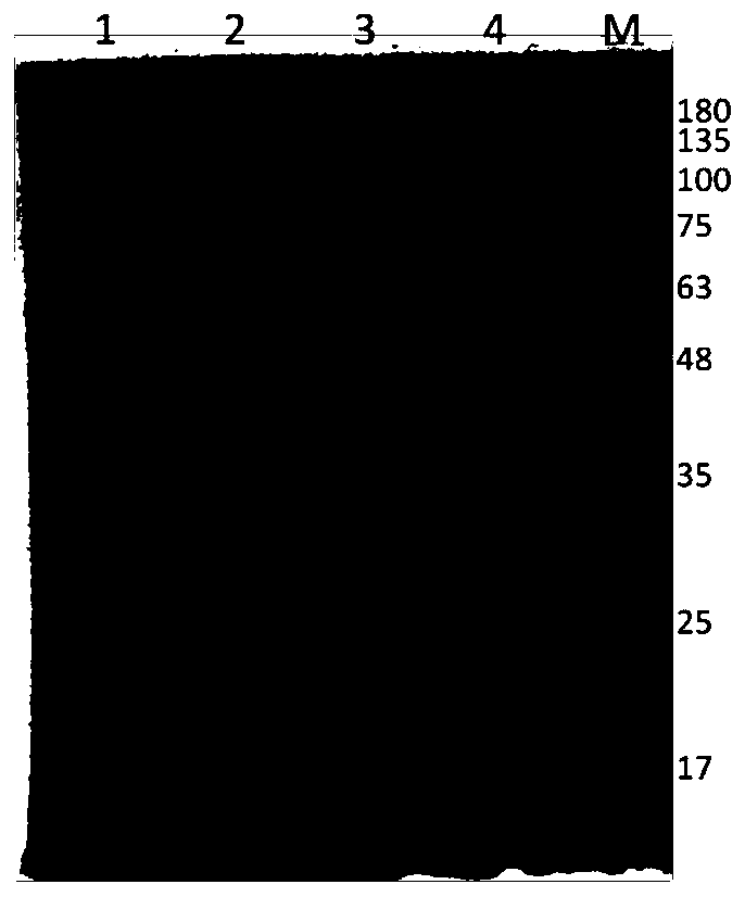 Yeast recombinant human type I collagen alpha 1 chain protein, synthesis method and application thereof