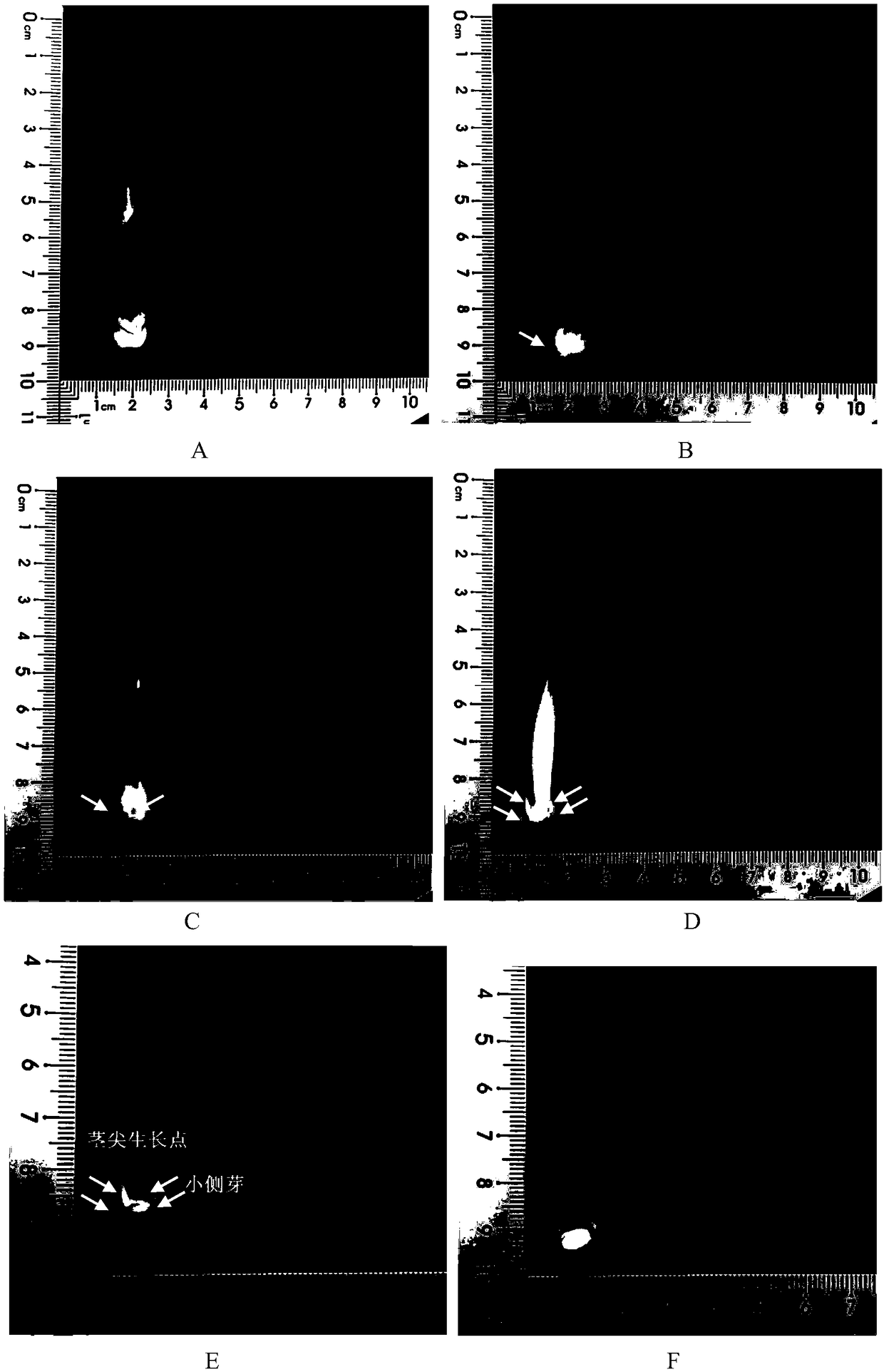 Method for efficiently obtaining hybrid cymbidium asepsis material by utilizing new lateral buds