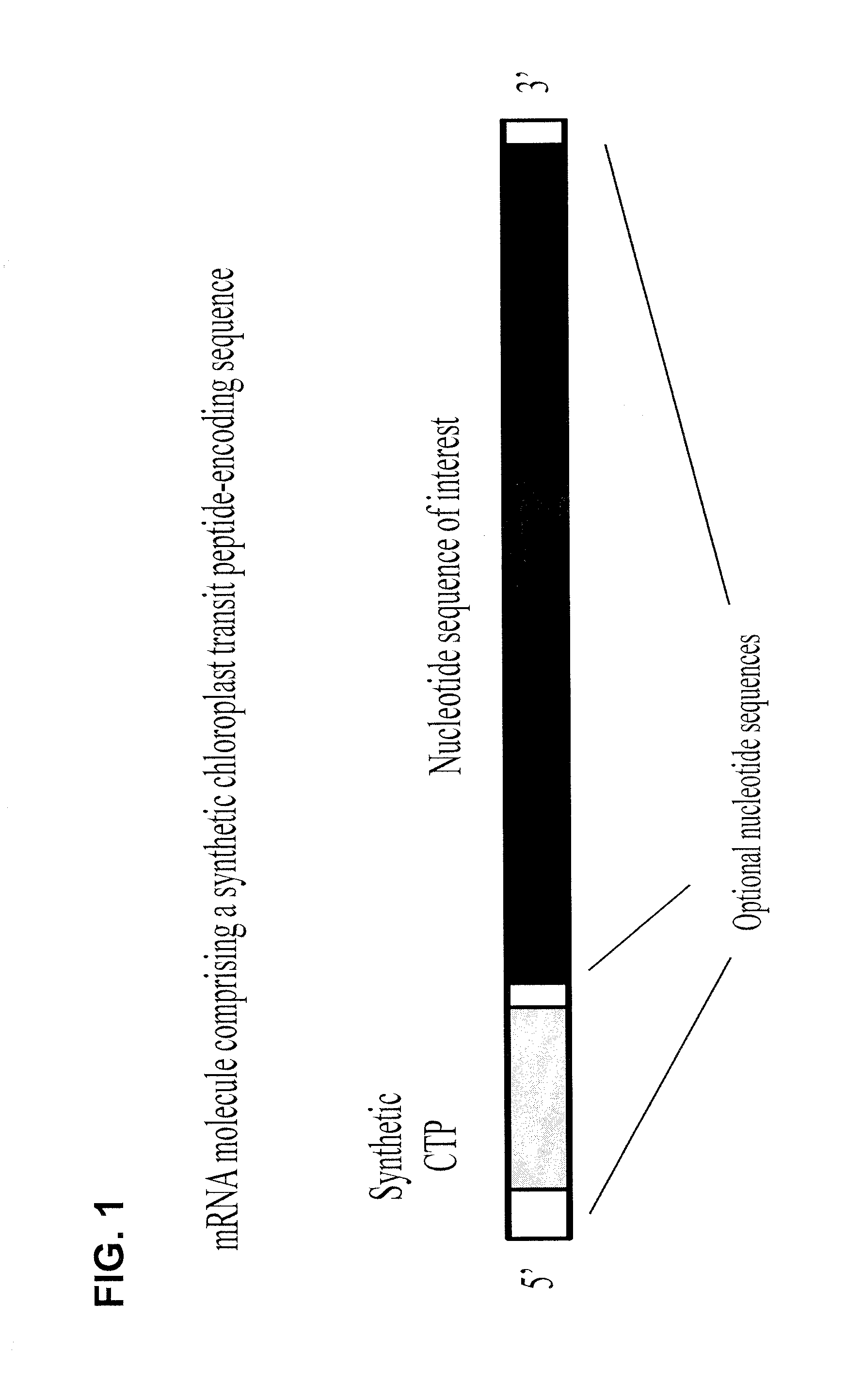 Synthetic chloroplast transit peptides