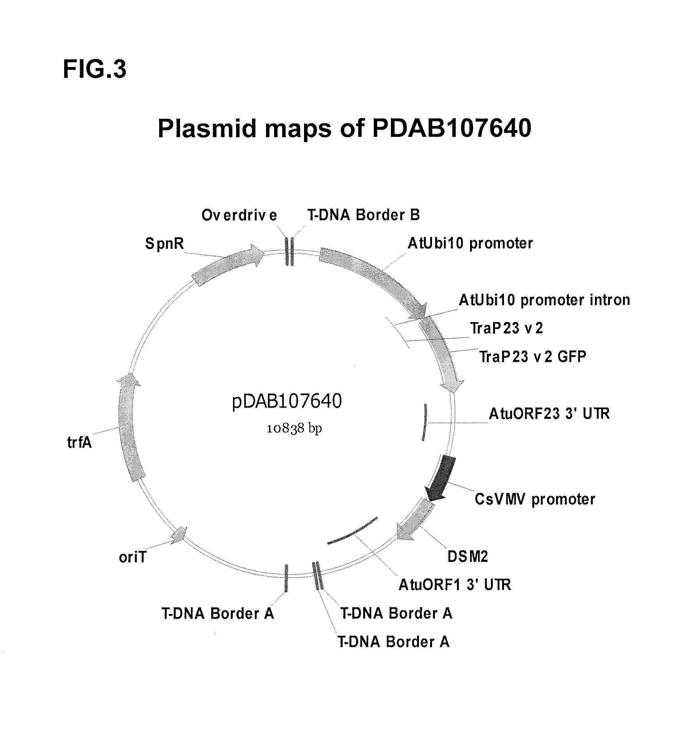 Synthetic chloroplast transit peptides