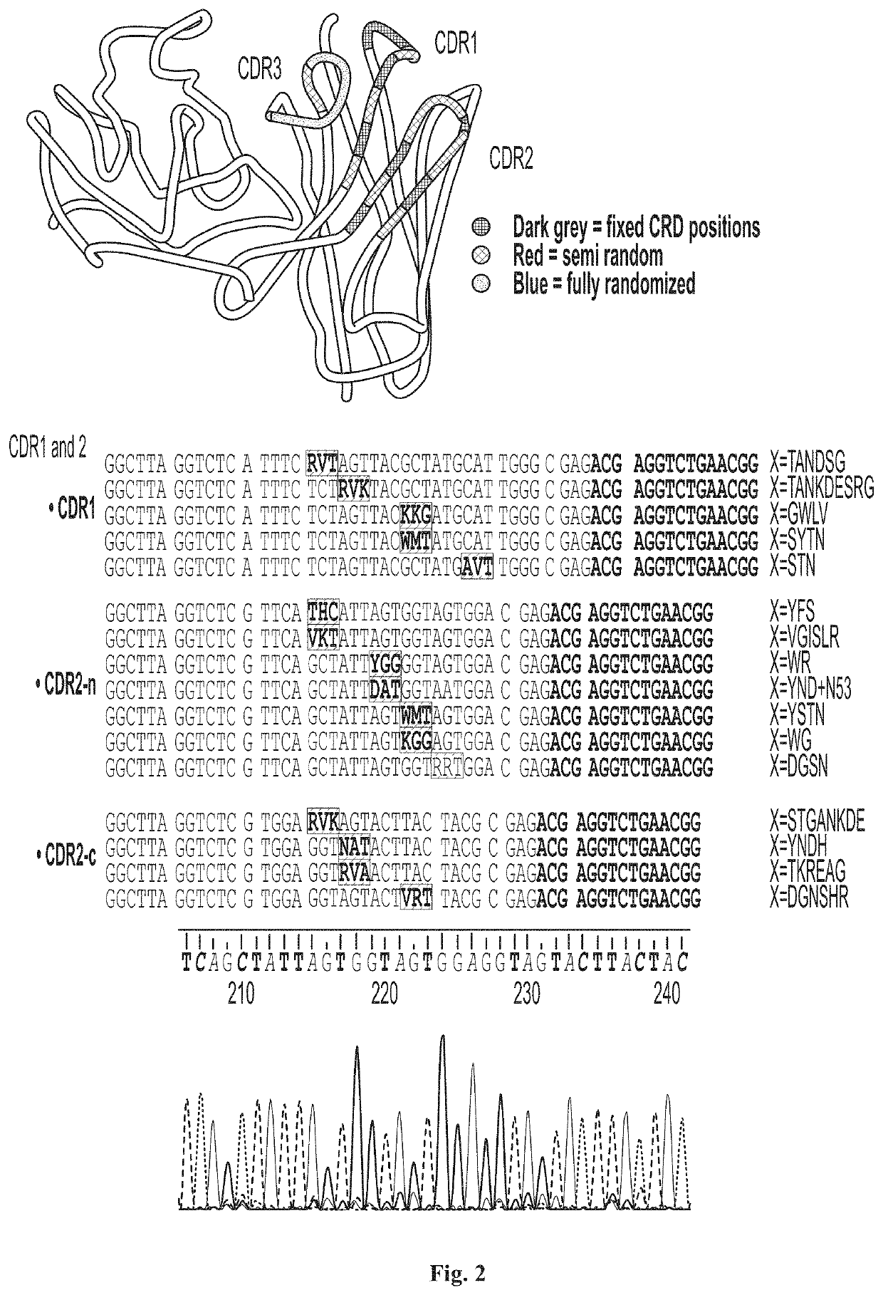 mRNA display antibody library and methods