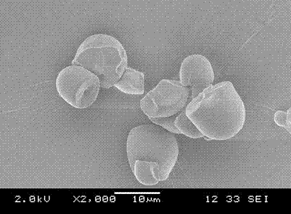 Preparation method of cross-linked type AM/AA (acrylamide/acrylic acid) grafted xanthogenic acid esterified cassava starch microsphere and adsorption of cross-linked type AM/AA grafted xanthogenic acid esterified cassava starch microsphere to Cu&lt;2+&gt;