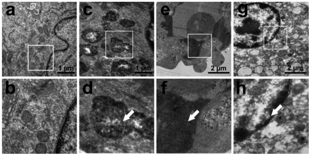 Polypyrrole nano particle having photo-thermal effect, preparation method and application thereof