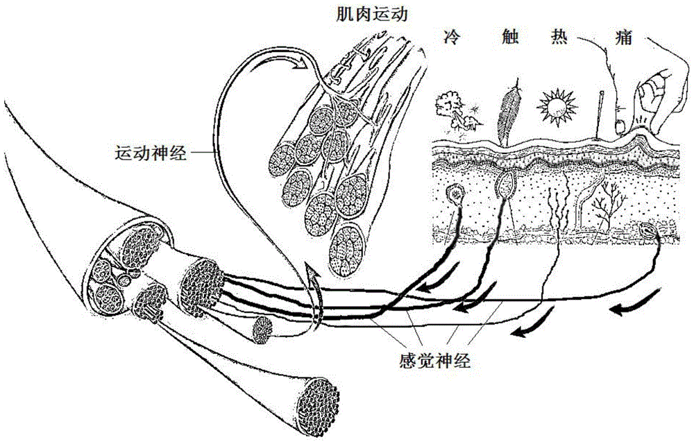 Tissue engineered nerve graft with suspension fiber scaffold and preparation method thereof