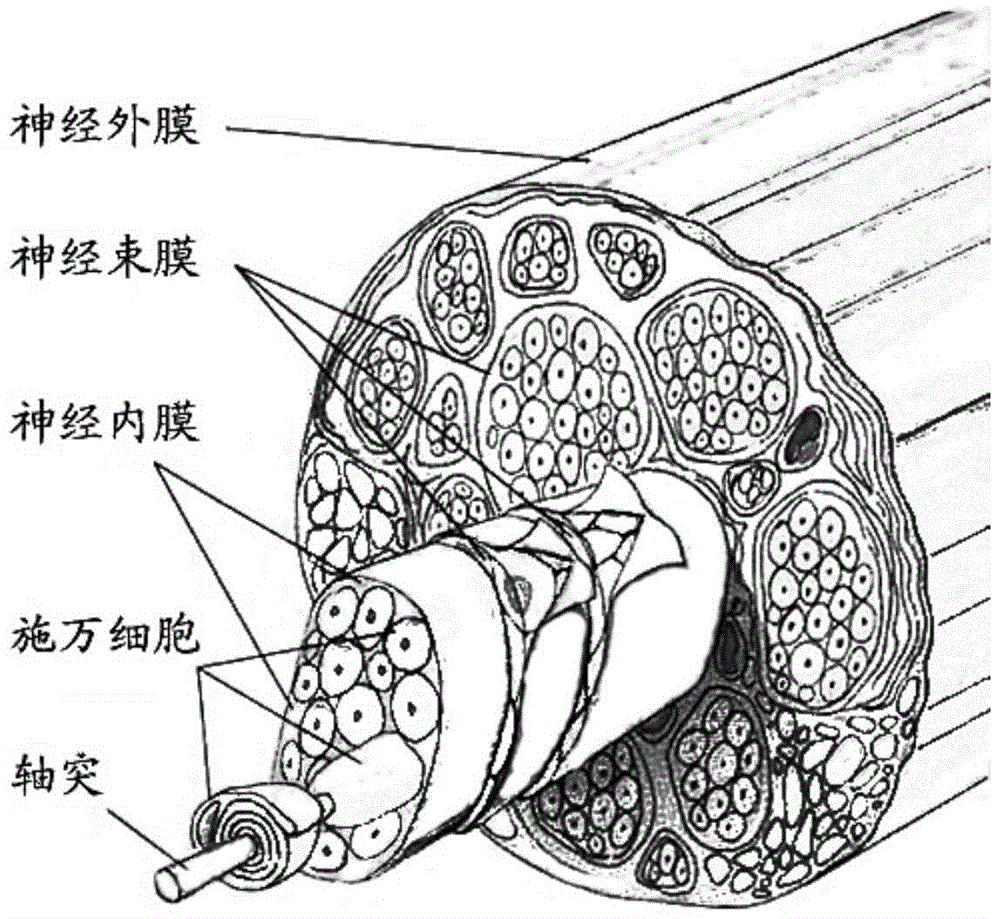 Tissue engineered nerve graft with suspension fiber scaffold and preparation method thereof