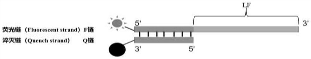 Kit for detecting FCV, FPV and FHV-1 viruses by nucleic acid extraction-free triple fluorescence RT-LAMP