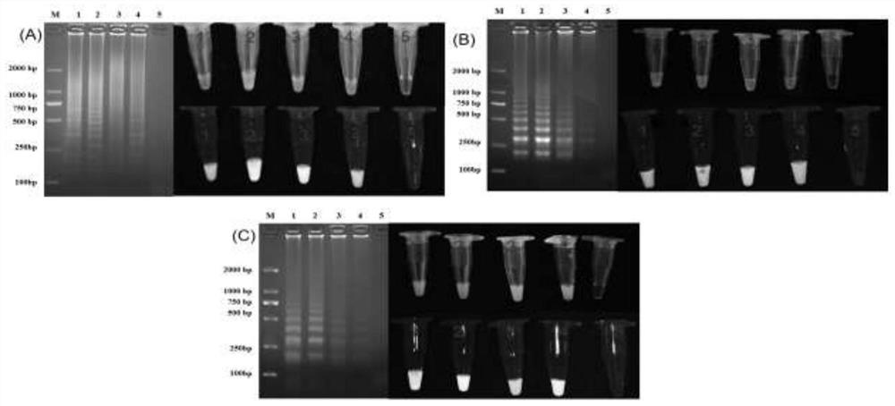 Kit for detecting FCV, FPV and FHV-1 viruses by nucleic acid extraction-free triple fluorescence RT-LAMP