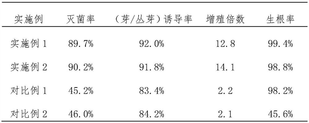 A kind of tissue culture method of Uncaria