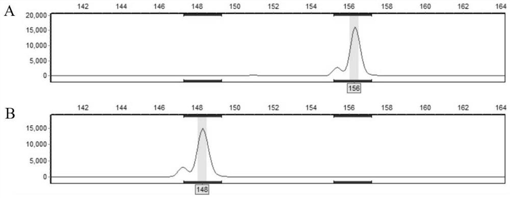 Corn southern rust resistance gene close linkage marker and application thereof