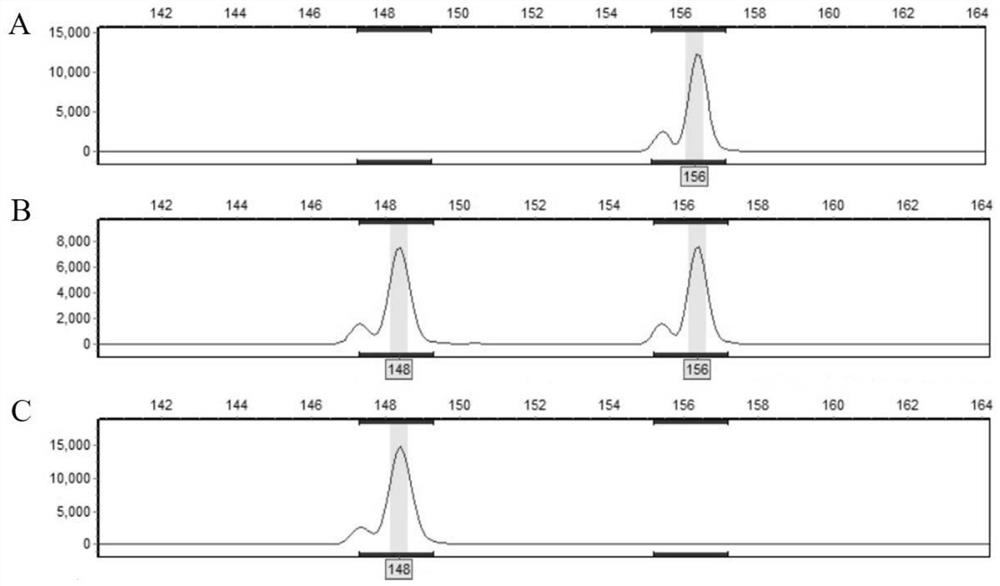 Corn southern rust resistance gene close linkage marker and application thereof