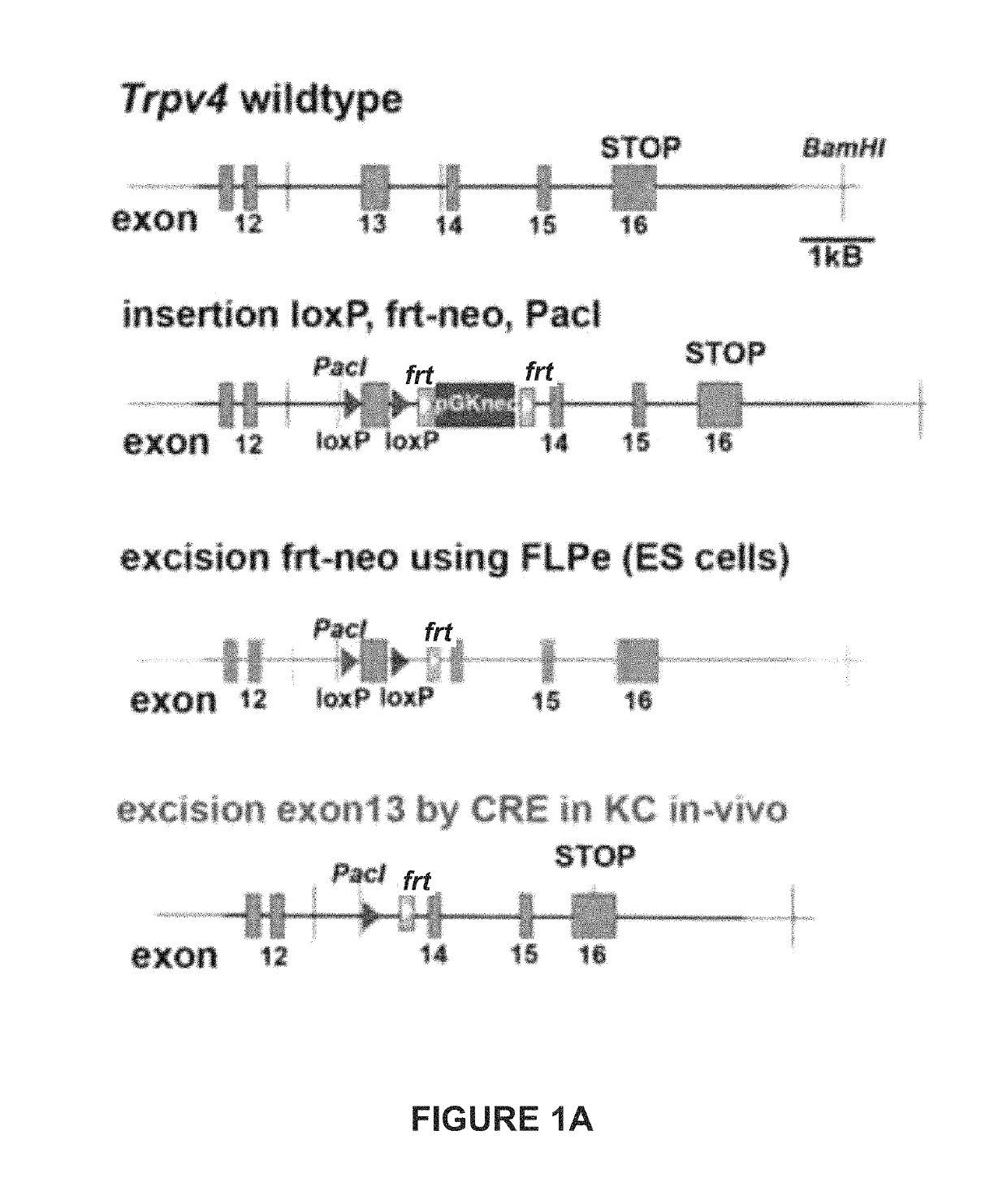 TRPA1 and TRPV4 inhibitors and methods of using the same for organ-specific inflammation and itch