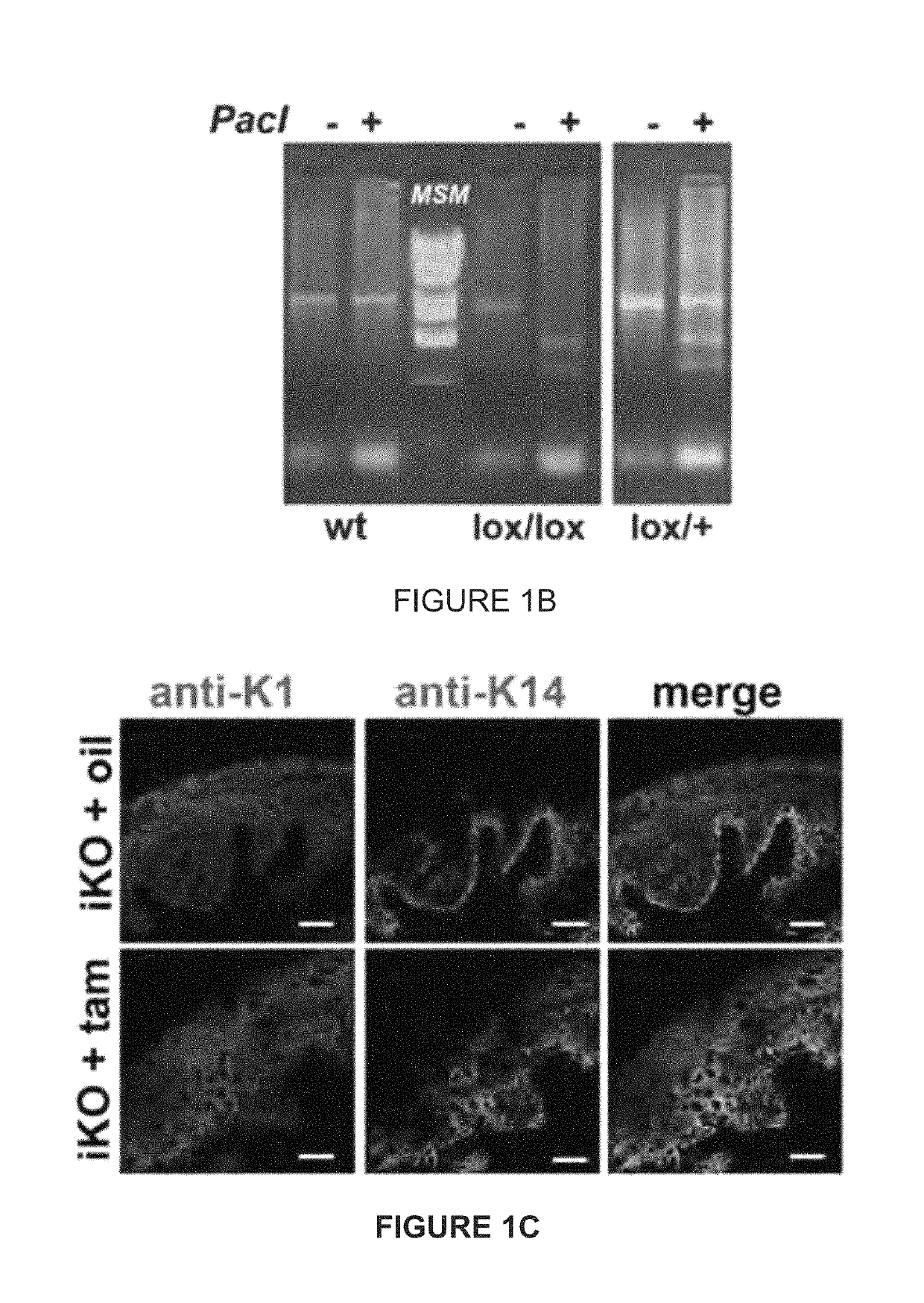 TRPA1 and TRPV4 inhibitors and methods of using the same for organ-specific inflammation and itch