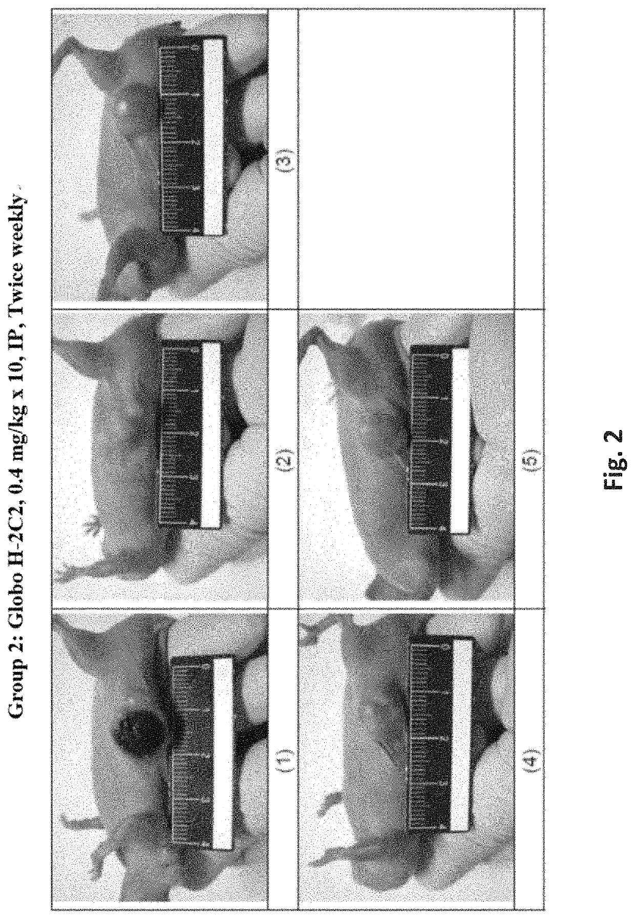 Antibodies, pharmaceutical compositions and methods