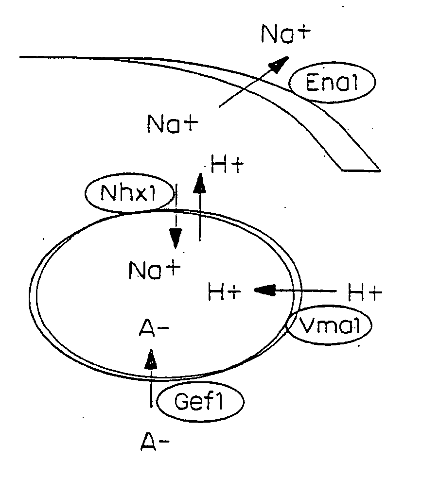 Vacuolar pyrophosphatases and uses in plants