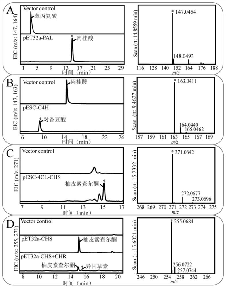 Fusion protein, its coding gene and its application in biosynthesis