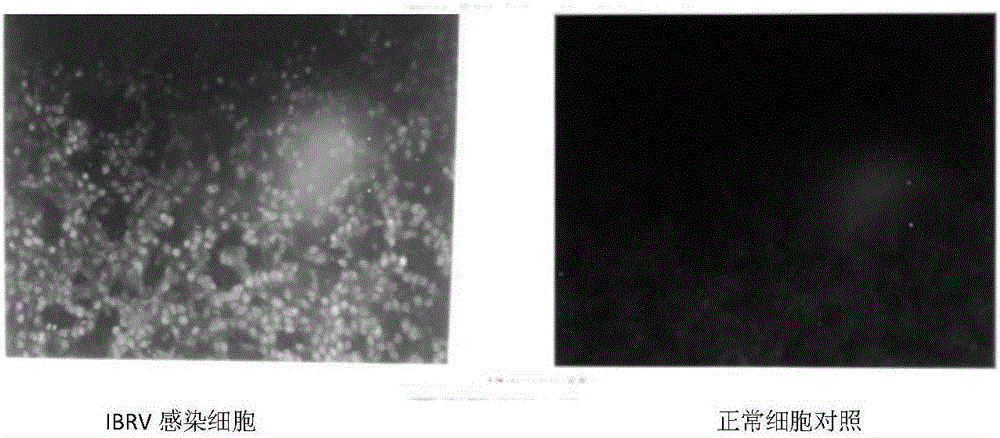 Infectious bovine rhinotracheitis virus (IBRV) aptamer and application thereof