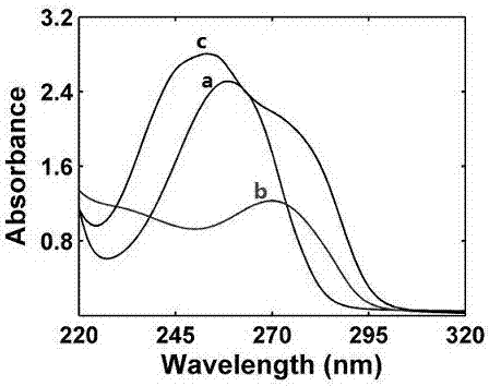 Preparation of copper nanoclusters by using nucleosides as stabilizers and method using copper nanoclusters for identifying nucleosides