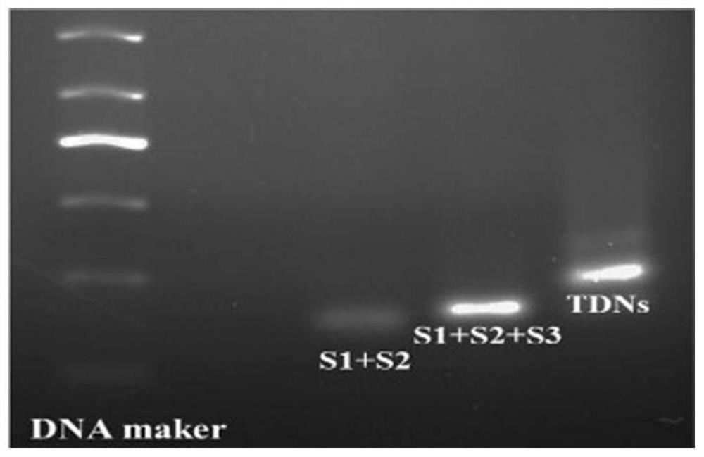 A kind of APD hybrid nano system and its construction method and application