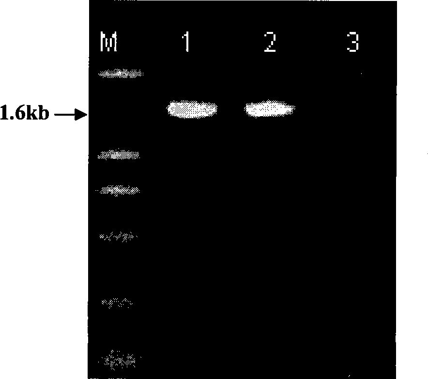 Method for preparing coronatine and special strain thereof