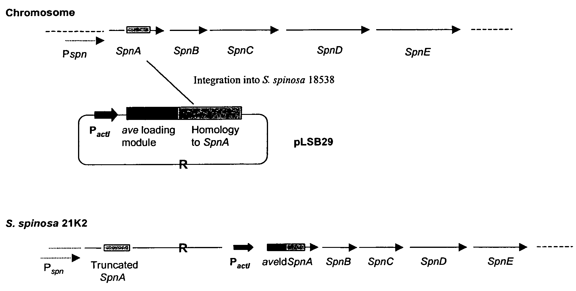 Spinosyn-producing polyketide synthases