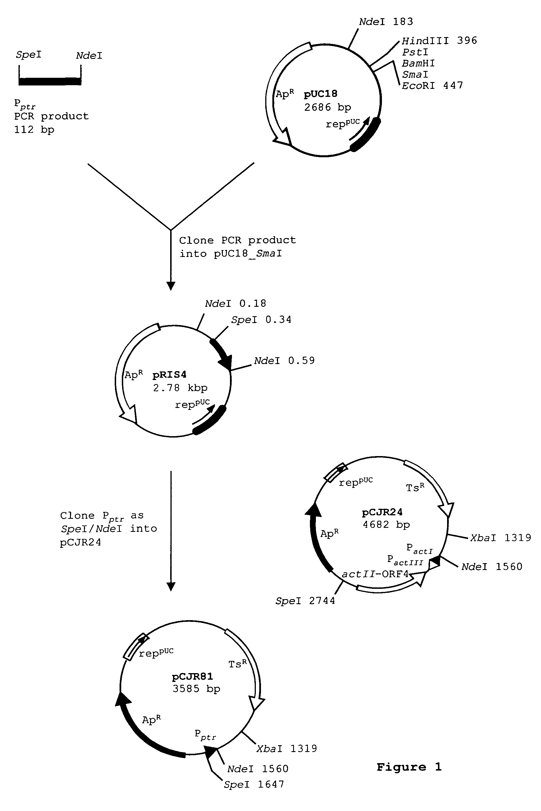 Spinosyn-producing polyketide synthases