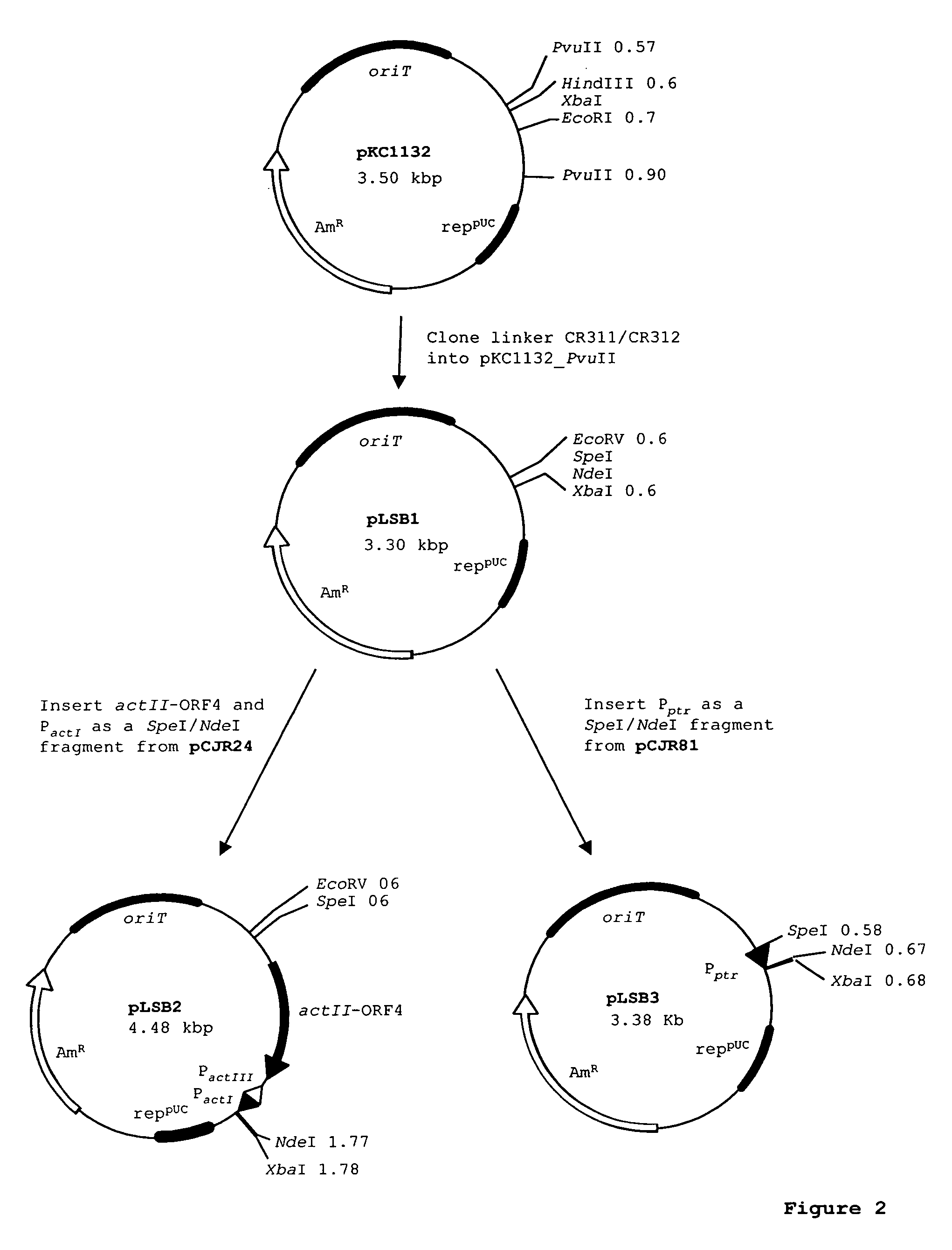 Spinosyn-producing polyketide synthases