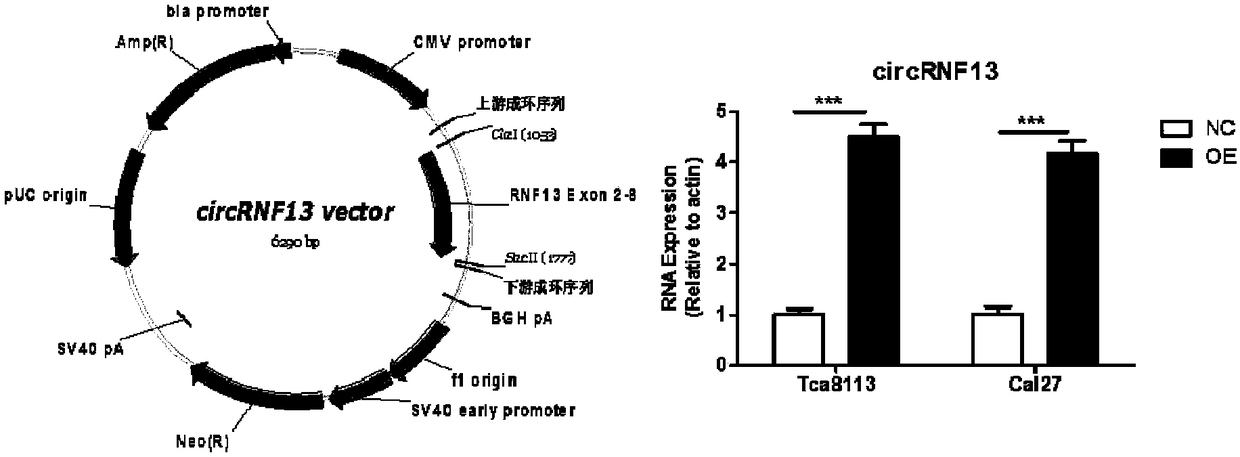 Application of reagent for detecting cyclic RNA circRNF13 in preparing prognosis preparation for tongue squamous cell carcinoma patients