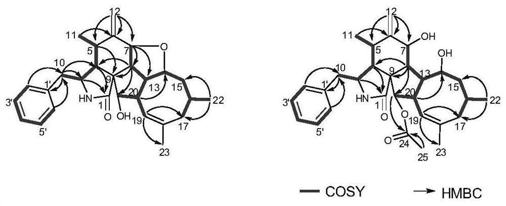 Cytochalasin compound with immunosuppressive activity as well as preparation method and application of cytochalasin compound