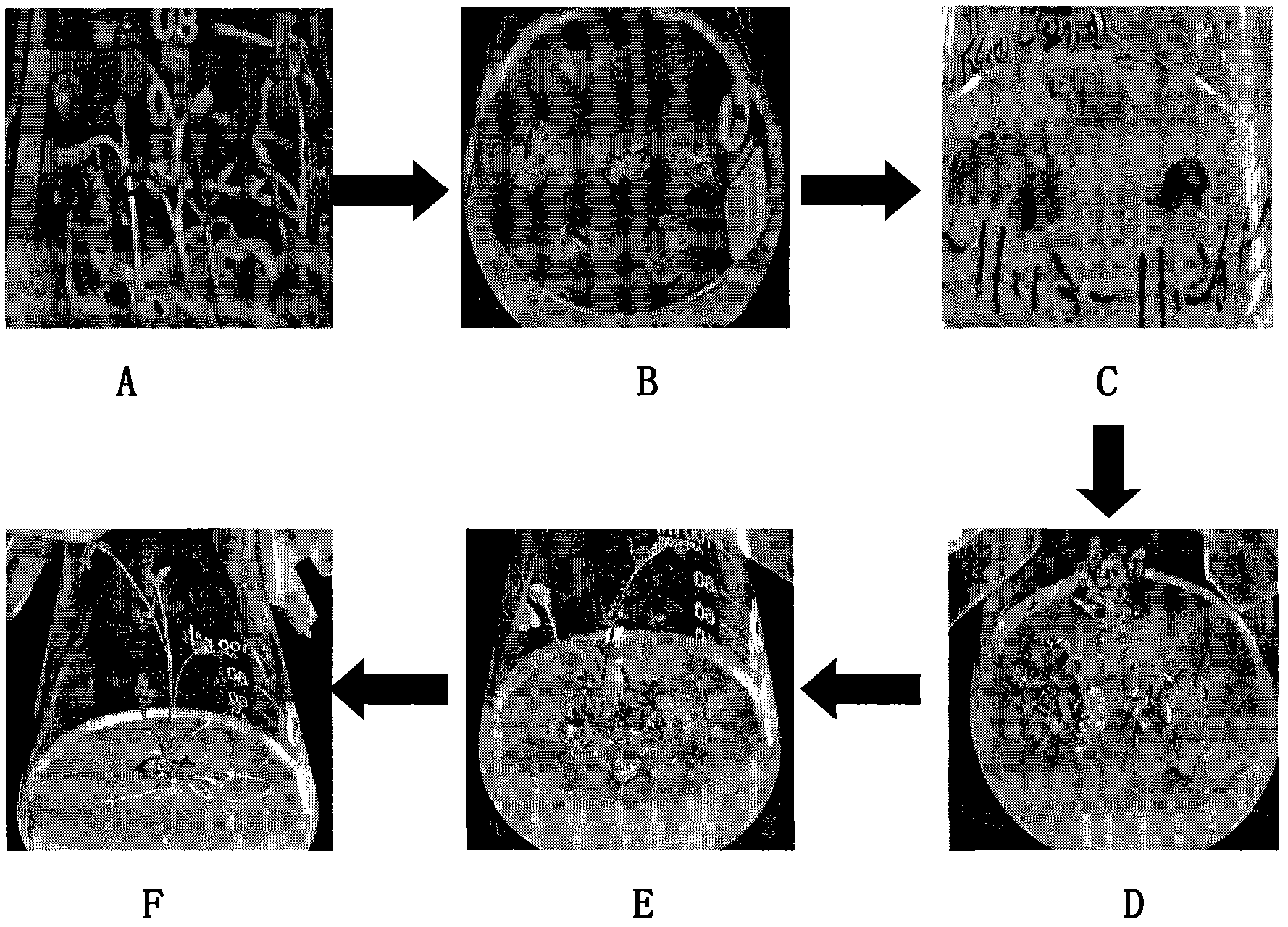 Method for increasing efficiency of tissue culture of Medicago sativa L.