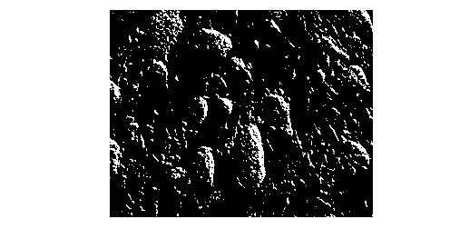 Method for mutagenizing mice lymphocyte