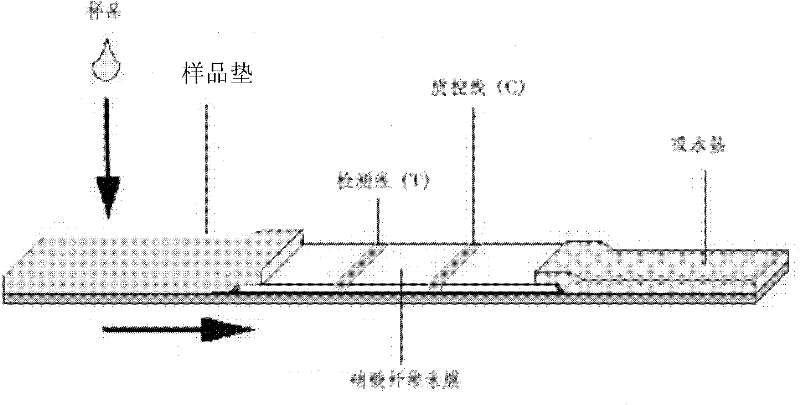 Immune chromatography test paper for detecting clenbuterol hydrochloride and preparation method thereof