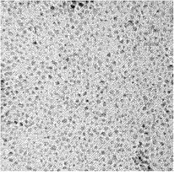 Immune chromatography test paper for detecting clenbuterol hydrochloride and preparation method thereof