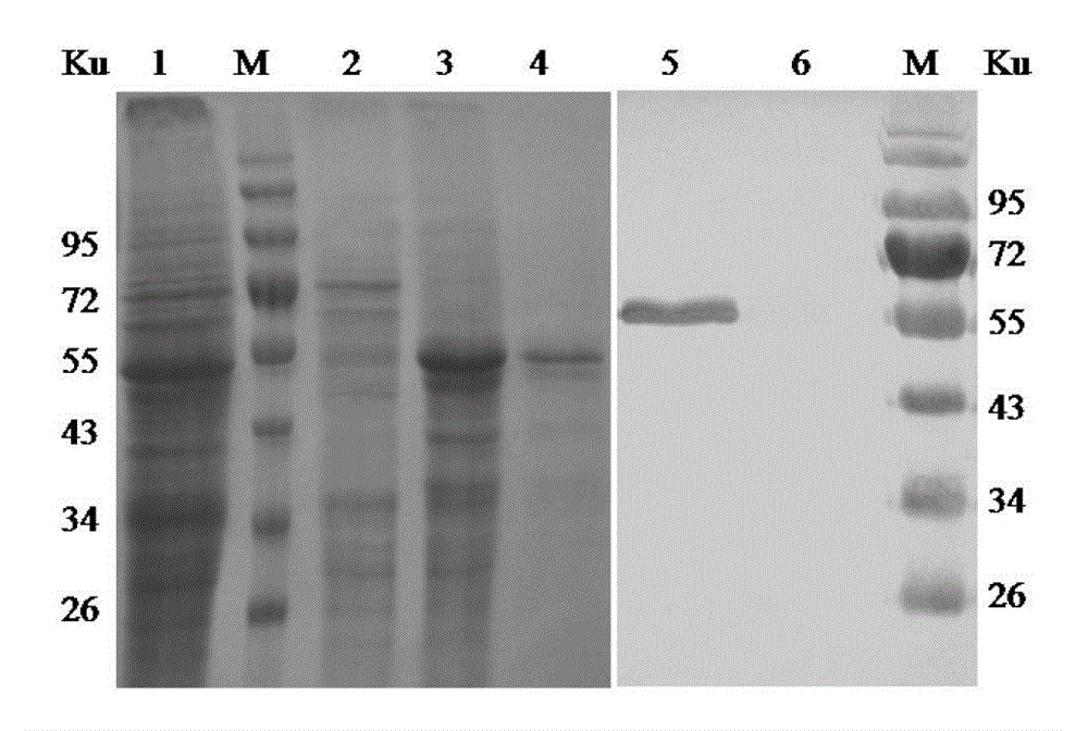 Monoclonal antibody against Eastern Equine Encephalitis Virus e2 protein (eeev-5e4) and its recognized B-cell epitope polypeptide and application