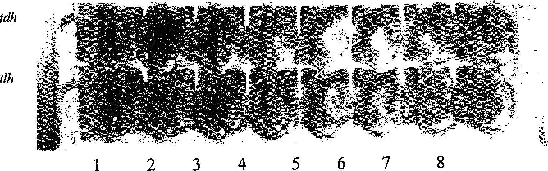 PCR-ELISA detection method of vibrio parahaemolyticus in aquatic product