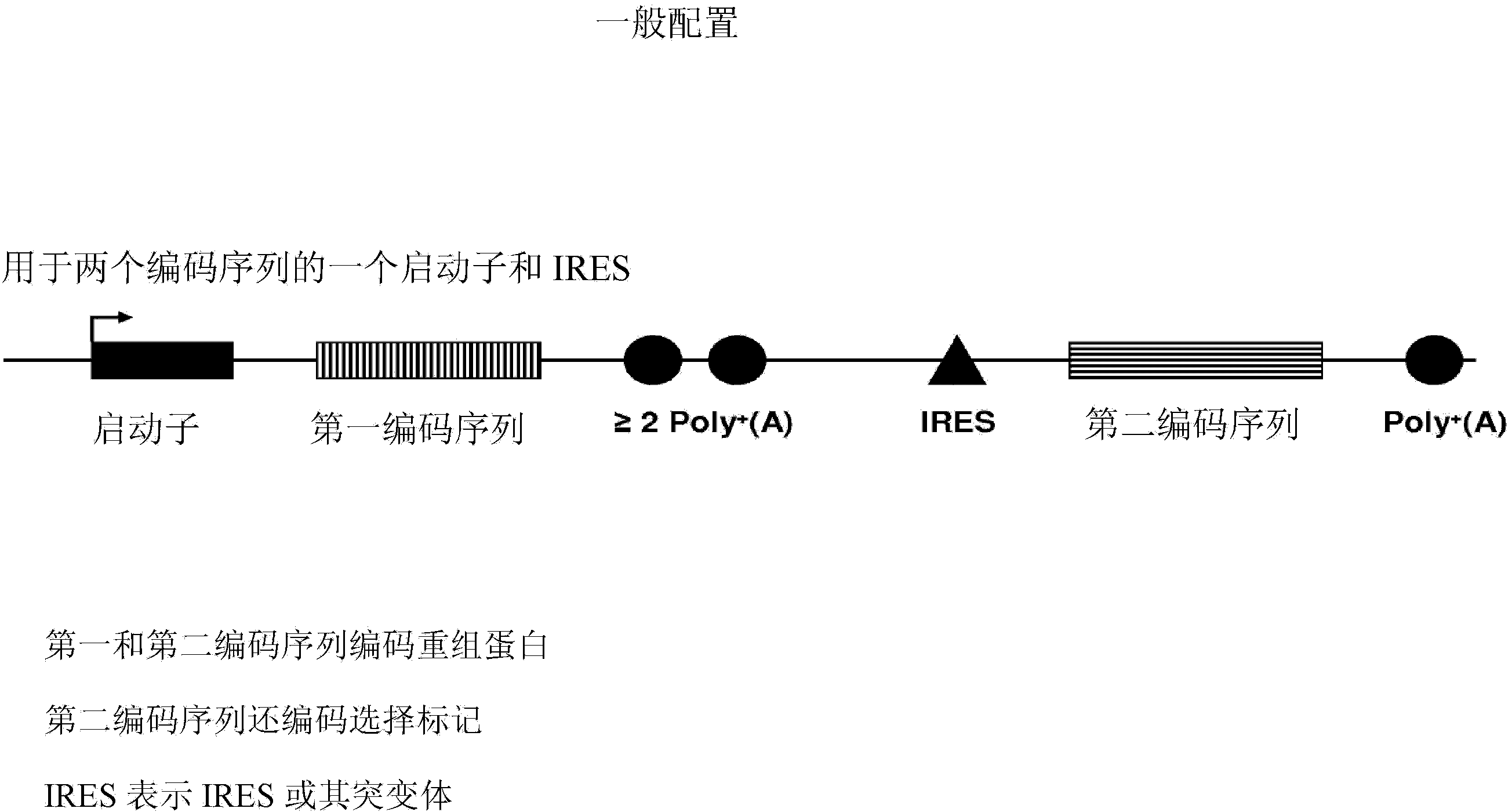 Vectors and methods for recombinant protein expression