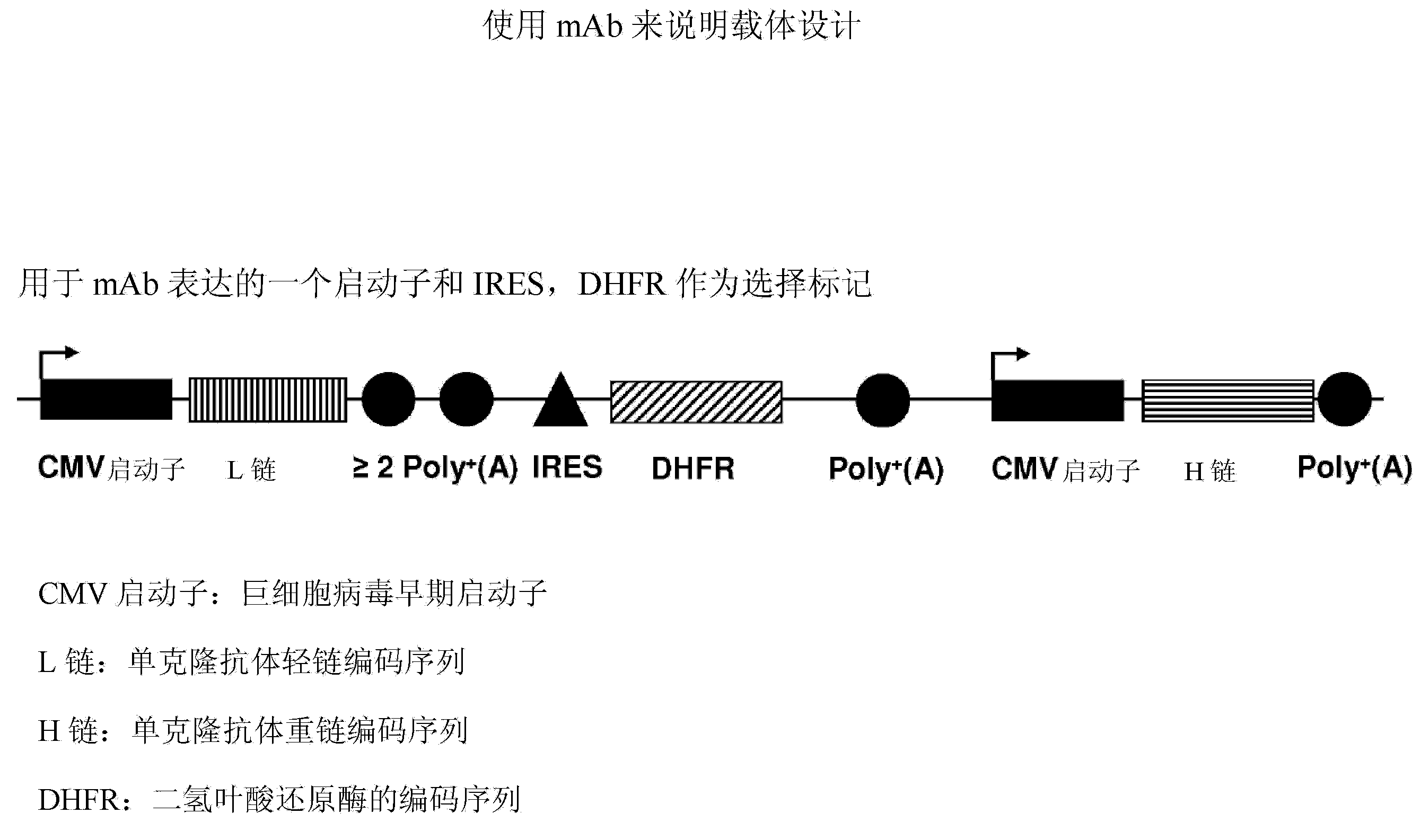 Vectors and methods for recombinant protein expression