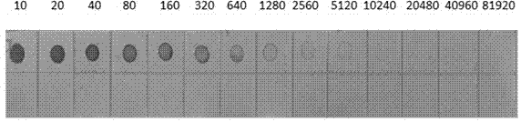 Hybridoma cell strain secreting monoclonal antibody against Iris yellow spot virus and application of monoclonal antibody