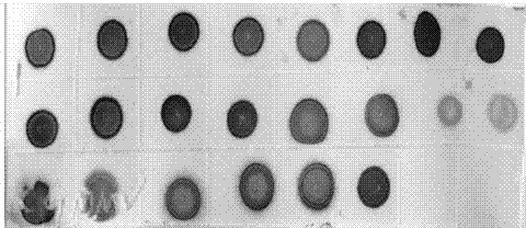 Hybridoma cell strain secreting monoclonal antibody against Iris yellow spot virus and application of monoclonal antibody