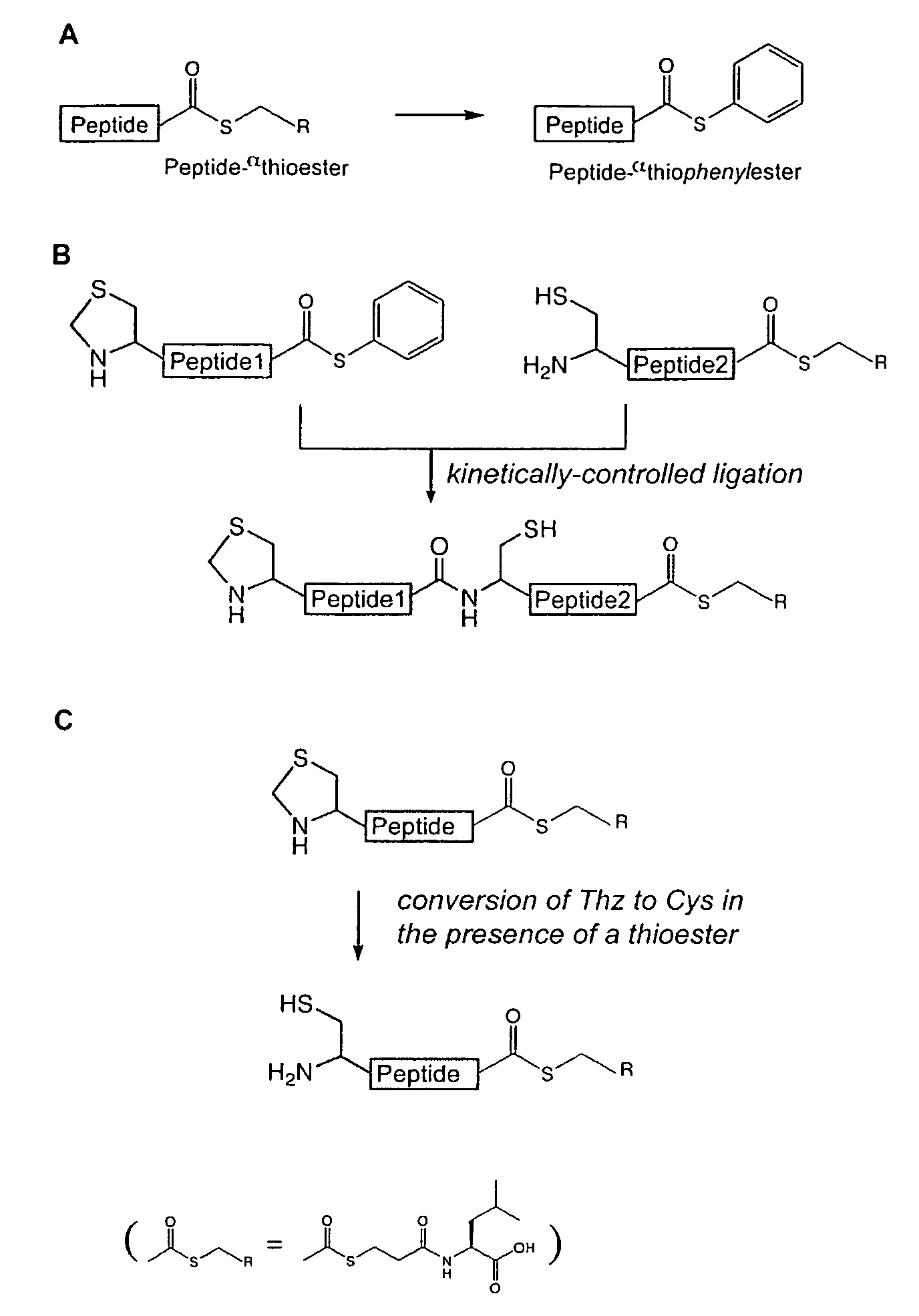 Convergent synthesis of proteins by kinetically controlled ligation