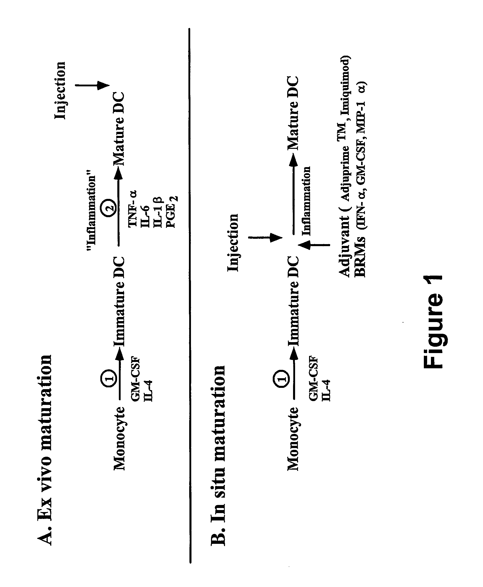 In situ maturation of dendritic cells