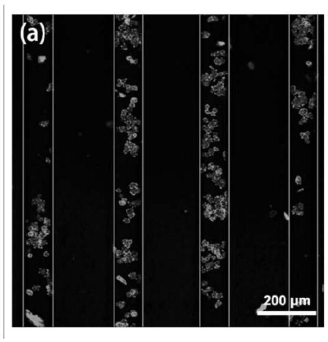 Conductive nerve repair material with micro-nano topological structure and preparation method and application thereof