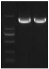 Bacterial strain capable of preventing and treating cattle and sheep diarrheal diseases